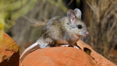 Ova Sıçanı mı Bir Palyoora mı?
