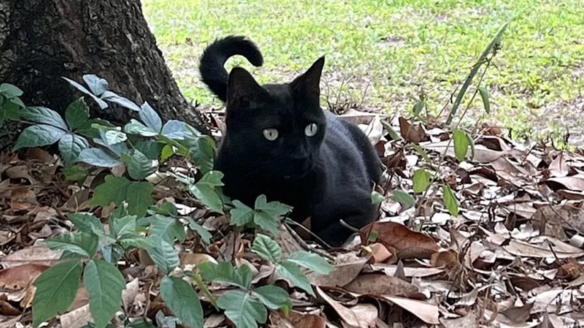 Kedi Pepper Sayesinde Yeni Bir Ortoreovirüs Türü Keşfedildi!
