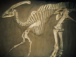 Bir Adam 70 Milyon Yıllık Bir Dinozor Fosiline Rastladı Ancak 2 Yıl Boyunca Sır Olarak Sakladı.