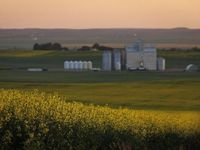 'It's just bad news': Prairie canola producers brace for 'devastating' tariffs from China