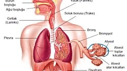 Solunum Sistemi Nedir? Solunum Sistemindeki Yapı ve Organlar Nelerdir ve Görevleri Nedir?