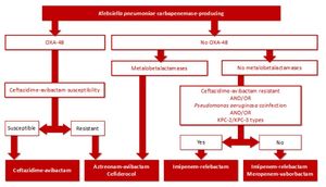 New Combination Therapy Fights Multidrug-Resistant Klebsiella Pneumoniae