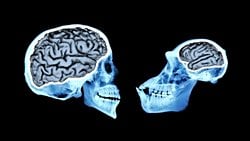 Memelilere Özgü Hücreler: Von Economo Nöronları!