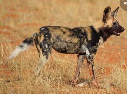 Günümüzdeki köpeklerin atalarının vahşi kurtlar oldugunu biliyoruz , fakat benim sorum vahşi köpeklerin ataları evcil köpekler midir ?