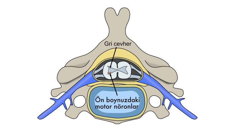 Servikal (boyun) omurun yatay kesitinin anatomik görüntüsü.