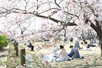 ２０００本開花「かみす桜まつり」　神之池緑地で２６日から（茨城・神栖市）