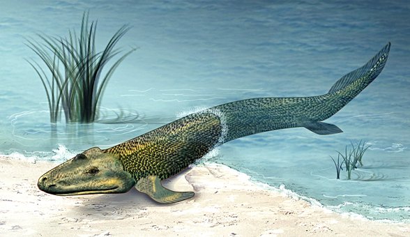 Tiktaalik rosae