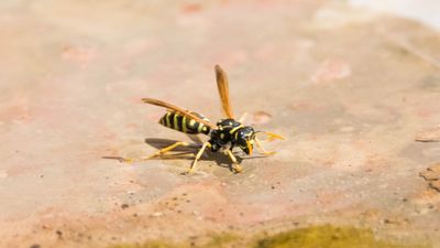 Zar Kanatlılar (Hymenoptera)