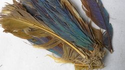 İnkalar Öncesi Toplumlar, Amazon Papağanlarını Binlerce Kilometre Öteden Nasıl Getirdi?