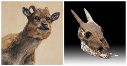 Myotragus balearicus isminde nesli tükenmiş bir keçi türü varmış ve mağaralarda yaşadığı için soğukkanlı olduğu söyleniyor. Bir memeli olduğu halde bu gerçekten mümkün mü?