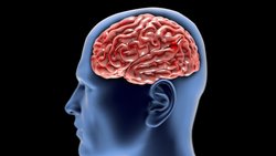 Nöroblim: Beyin ve Sinir Sistemi Sağlığı Üzerindeki Etkileri