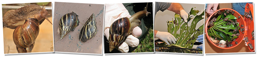 Dev Afrika Kara Salyangozları