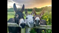 Happy World Donkey Day! Adorable Donkey Stickers, Videos & Pictures Take Over Internet | Viral