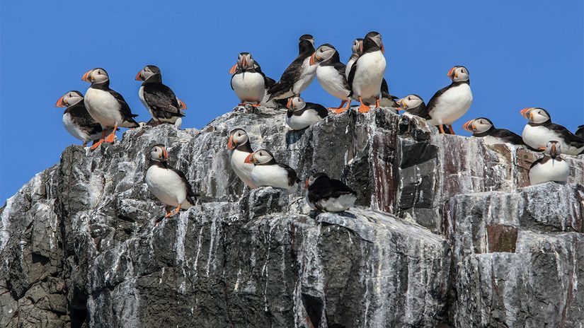 Bayağı Deniz Papağanlarının (Fratercula arctica) dışkılarının ile kaplı kaya parçaları.