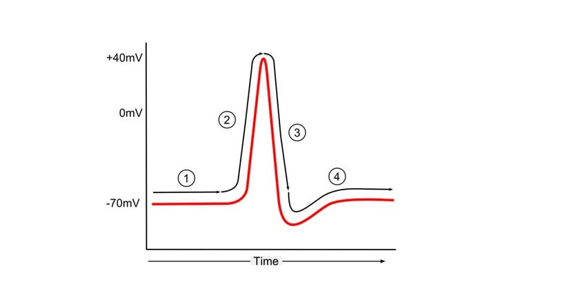 Aksiyon potansiyeli. 1)  Dinlenme membran potansiyeli, 2) depolarizasyon, 3) repolarizasyon, 4) hiperpolarizasyon ve temel değere dönüş.