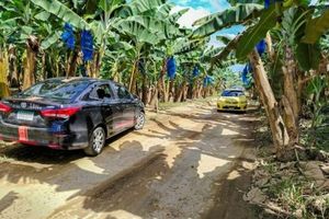 Chiquita Returns To Panama With $30 Million Investment