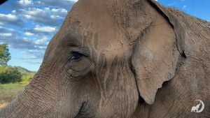 Technology Aims To Reduce Human Elephant Conflicts