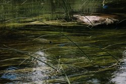 Metabolik işbirliği yapan siyanobakterileri çok hücreli organizmalardan ayıran şey nedir?