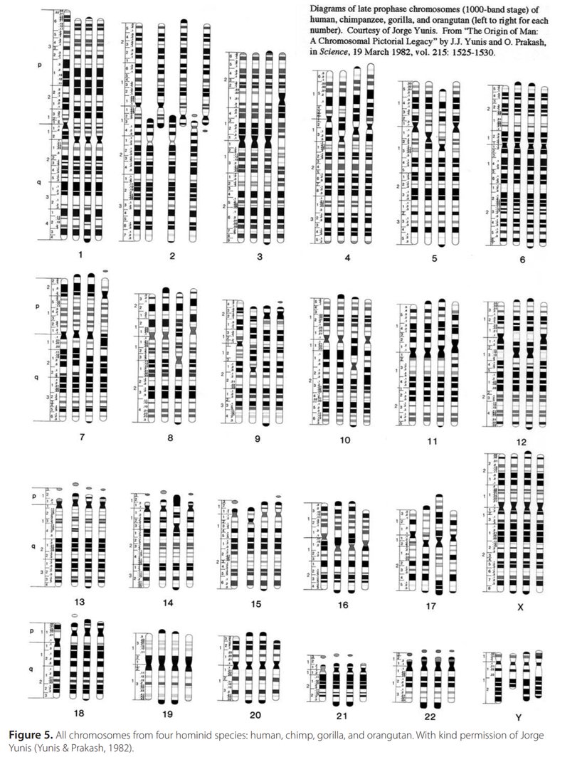 İnsan, şempanze, goril ve orangutan kromozomlarını yan yana kıyaslamak mümkündür. 2. kromozom haricinde her birinin kusursuz bir şekilde örtüştüğüne dikkat ediniz.