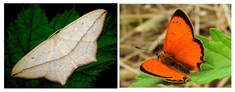 Kan-damarı güvesi (Timandra comae) ve Osmanlı ateşi (Lycaena ottomanus)