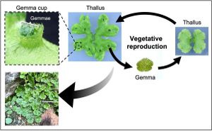 KAI2-Dependent Signaling Governs Vegetative Reproduction Mechanisms