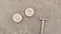 Sizce bu fosil hangi canlıya ait? Yumurta fosili olabilir mi?