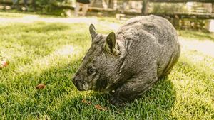 Controversy Erupts Over Influencer Taking Baby Wombat From Mother