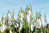 When is the start of Spring in the UK? All to know about the Spring Equinox