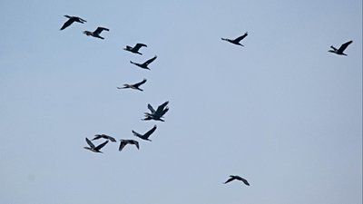 Karabataklar (Phalacrocorax)