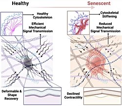 Yaşlanan Kemik Hücreleri, Kemiklerin Dayanıklılığını Sessizce Zayıflatıyor!