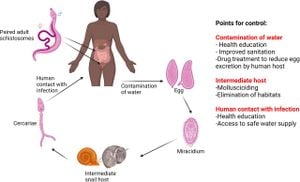 Reed Voles Exhibit Intrinsic Resistance To Schistosoma Japonicum Infection