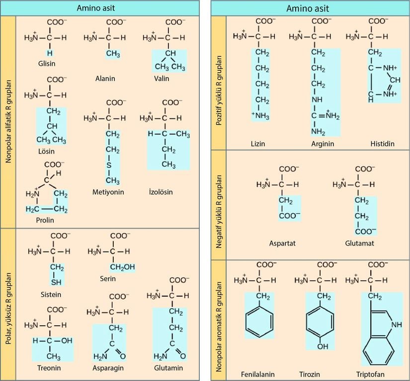 Amino asit çeşitlerinin polariteleri.