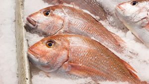 Gulf Cartel Sanctioned Over Red Snapper Smuggling