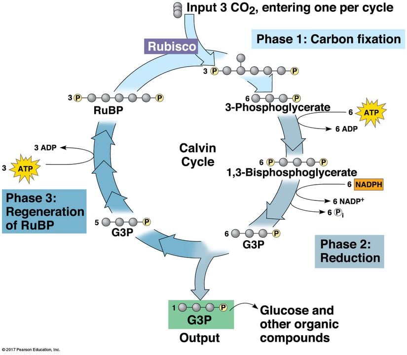 Calvin-Benson Döngüsü