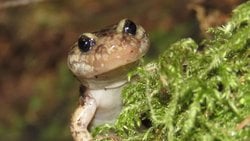 Ağaçlara Tırmanan Amfibi: Kan Basıncıyla Tutunan Göçebe Semender Keşfedildi.