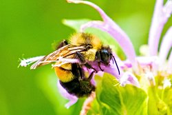Paslı Yamalı Yaban Arısı Yok Olma Eşiğinde