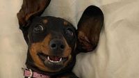 ‘So close now’: Exciting pupdate in tail of missing sausage dog
