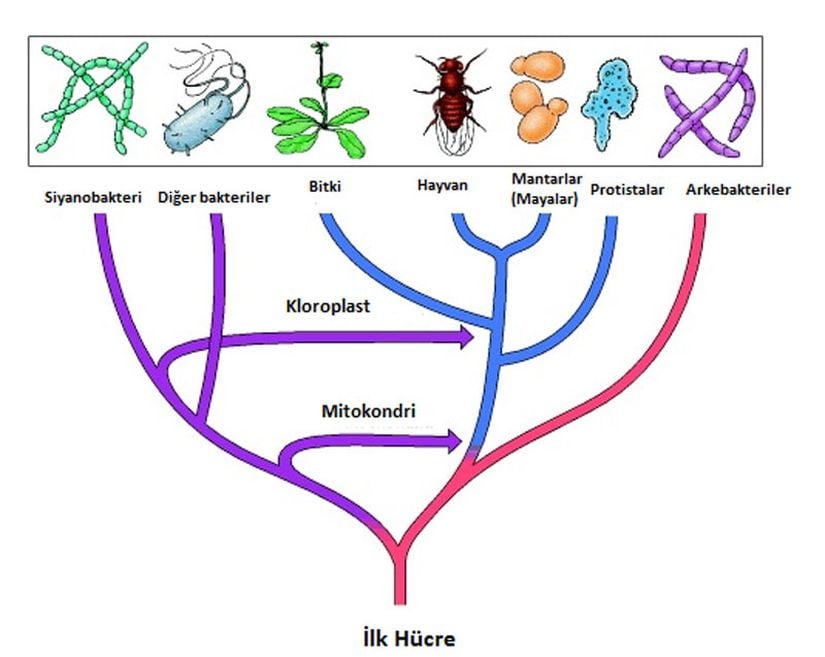 Hücrelerin Evrimi: Günümüz hücreleri iki farklı soya ayrılarak arkeabakterileri ve bakterileri oluşturan yaygın bir prokaryotik ortak atadan gelişmiştir. Ökaryotik hücreler, motokondileri ve ökaryotik geonumu oluşturan bakteri ve arkeabakterilerin genlerini barındıran barındıran aerobik bakteriler ile arkeabakterilerin endosimbiyotik ilişkisinden gelişmiş olabilir. Daha sonra kloroplastlar siyanobakteriler ile bitkilerin atasının endosimbiyotik ilişkisi sonucu evrimleşmiştir.