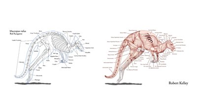 Keseliler (Metatheria)