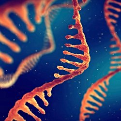 Araştırmacılar Ömrü Önemli Derecede Arttıran Bir Mutasyon Keşfettiler