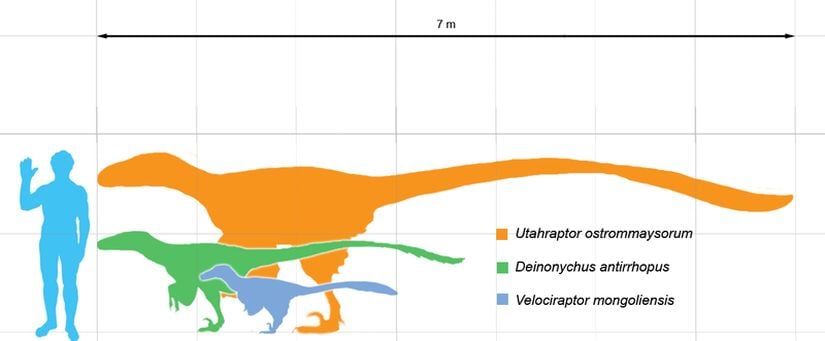 Velociraptor