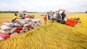 Vietnam Revokes Rice Export Licenses Amid Compliance Checks