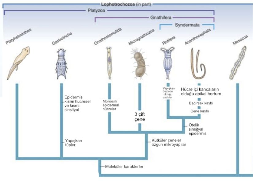 Bilateral simetrili olan Platyzoa adlı parafiletik grup ve filogenetik ağaçları.