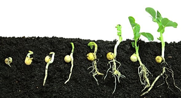 tohumun çimlenme aşamaları