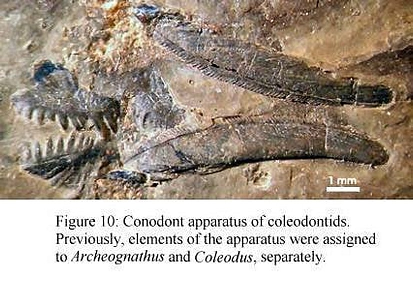 Conodont