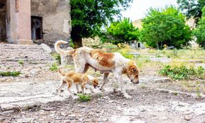 Chernobyl's Canine Population Thrives Amid Radiation Disaster