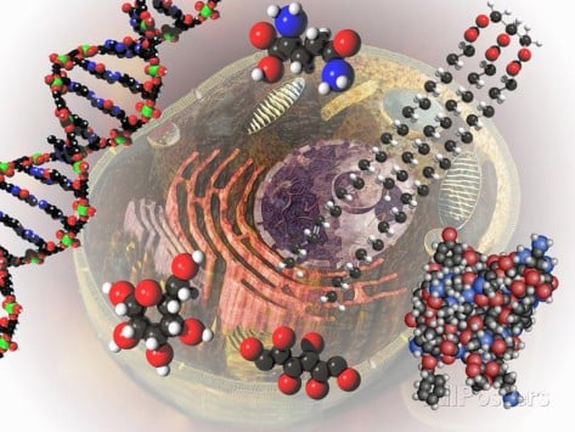 Moleküllerden hücrelere... Cansızlıktan canlılığa...