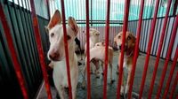 Round up stray dogs, move them to shelters: Supreme Court draws hard line for Delhi-NCR