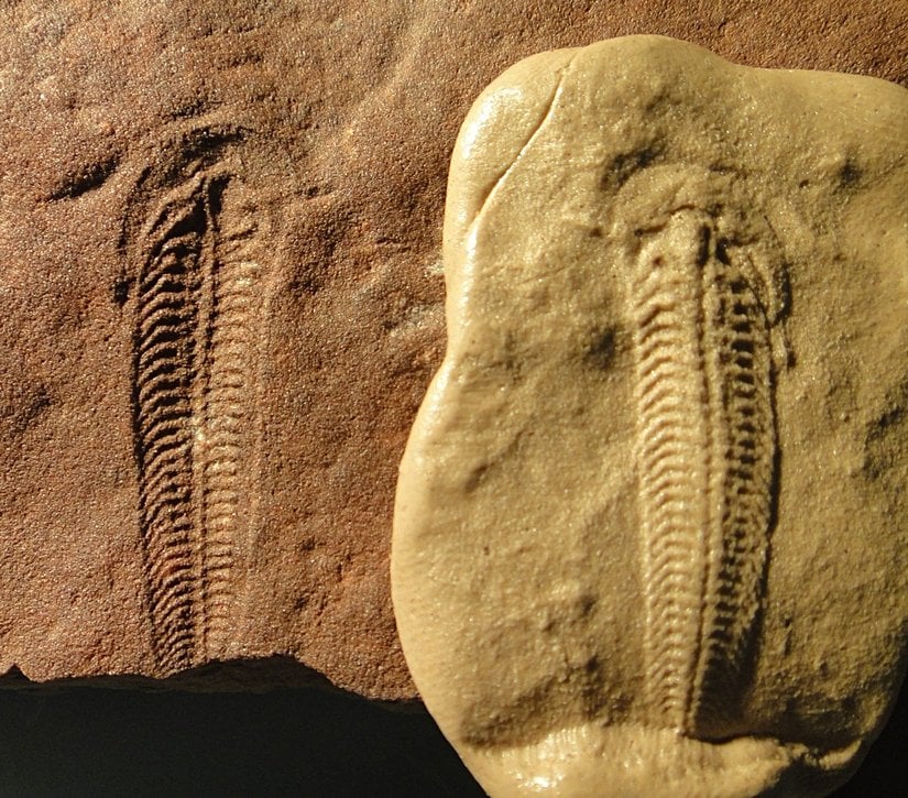 Spriggina floundersi