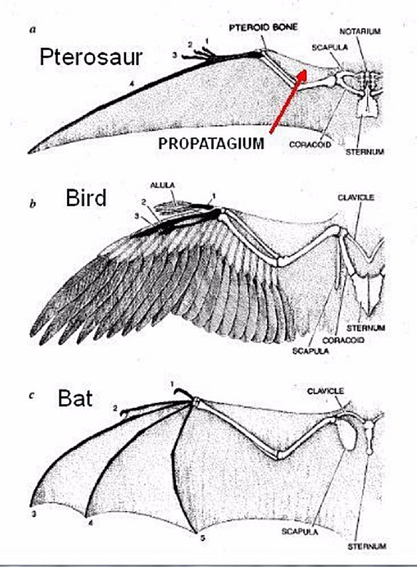 Pterodaktil, kuş ve yarasadaki düzenleyici değişikliklerin kemik uzamasına etkisi